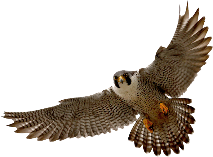 Falconry Dreams: A Bird Enthusiast's Journey